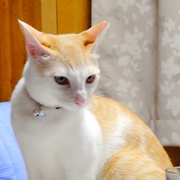 DSCF1603