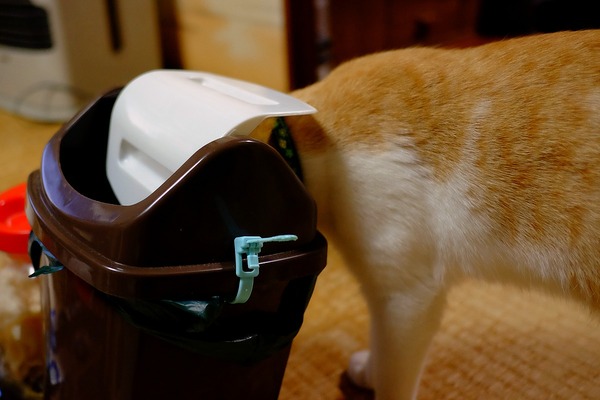 チョロくんチェック 猫小との生活