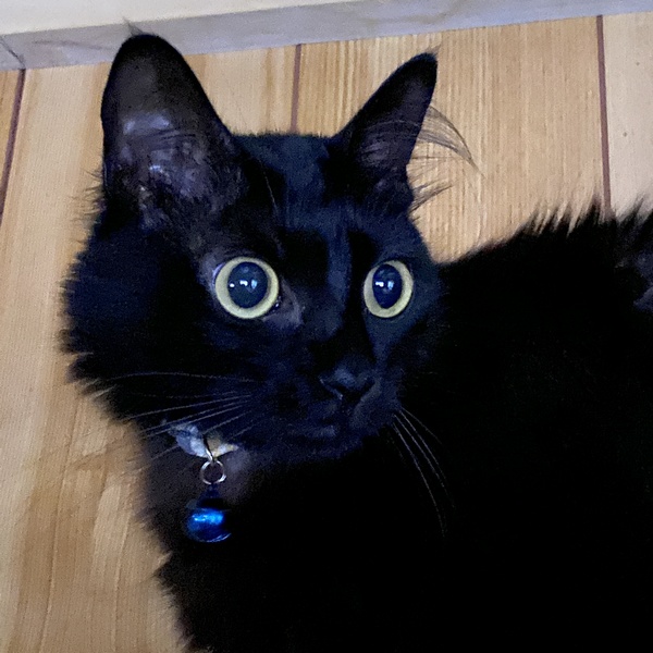 黒猫のまん丸目 目が大きくなり甘々な顔のネコ 猫小との生活