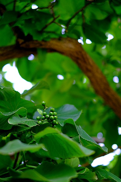 DSCF0061